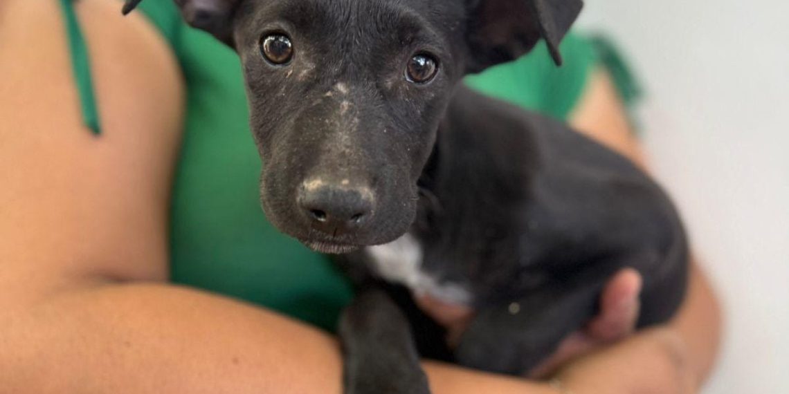 Beneficia Gobierno de Sonora salud animal con jornadas de esterilización en Cajeme