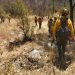 Liquida Gobierno de Sonora incendio forestal en Yécora en coordinación con autoridades federales y municipales