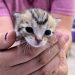 Beneficia Gobierno de Sonora salud animal con jornada de bienestar “Sonora Atiende”