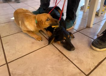 Beneficia Gobierno de Sonora salud animal con jornada de esterilización en Ures