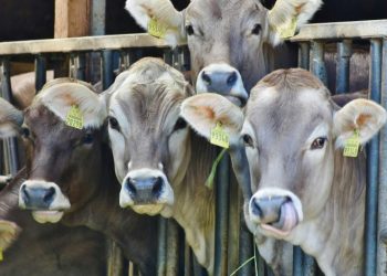 Cerrar fronteras no detiene el avance del gusano barrenador: Consejo Nacional Agropecuario
