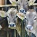 Cerrar fronteras no detiene el avance del gusano barrenador: Consejo Nacional Agropecuario