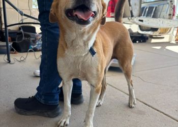 Gobierno de Sonora ofrece servicios en beneficio de animales de compañía en colonia de Hermosillo