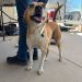 Gobierno de Sonora ofrece servicios en beneficio de animales de compañía en colonia de Hermosillo