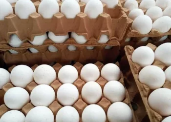 Descartan escasez de huevo por gripe aviar