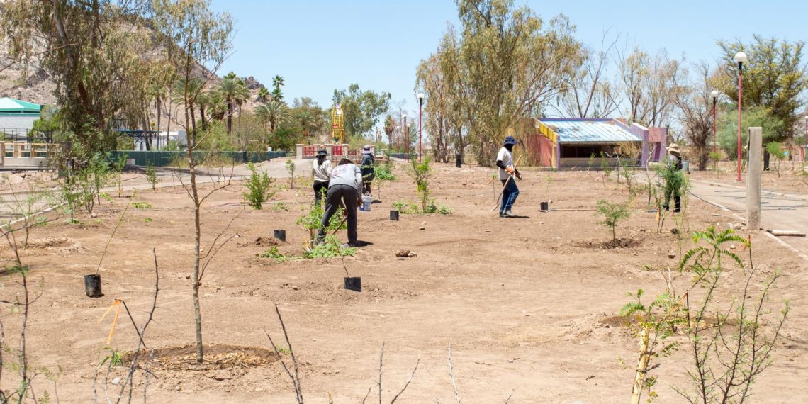 Gobierno de Sonora reforesta Bosque Urbano La Sauceda con apoyo ciudadano
