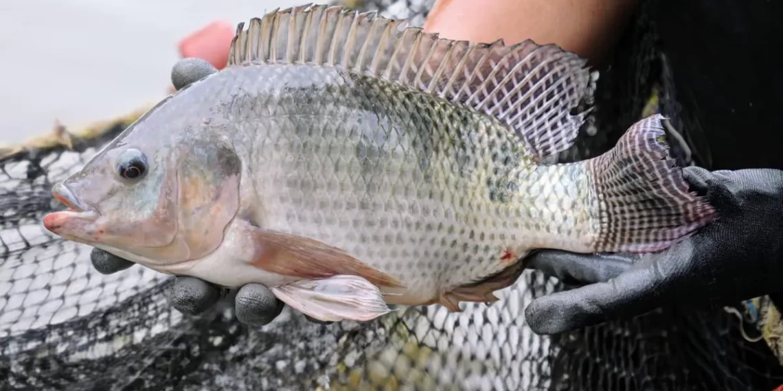Impulsará AGRICULTURA acciones para la autosuficiencia de tilapia en México