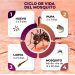 Invita Gobierno de Sonora a conocer el ciclo de vida del mosquito para prevenir el dengue