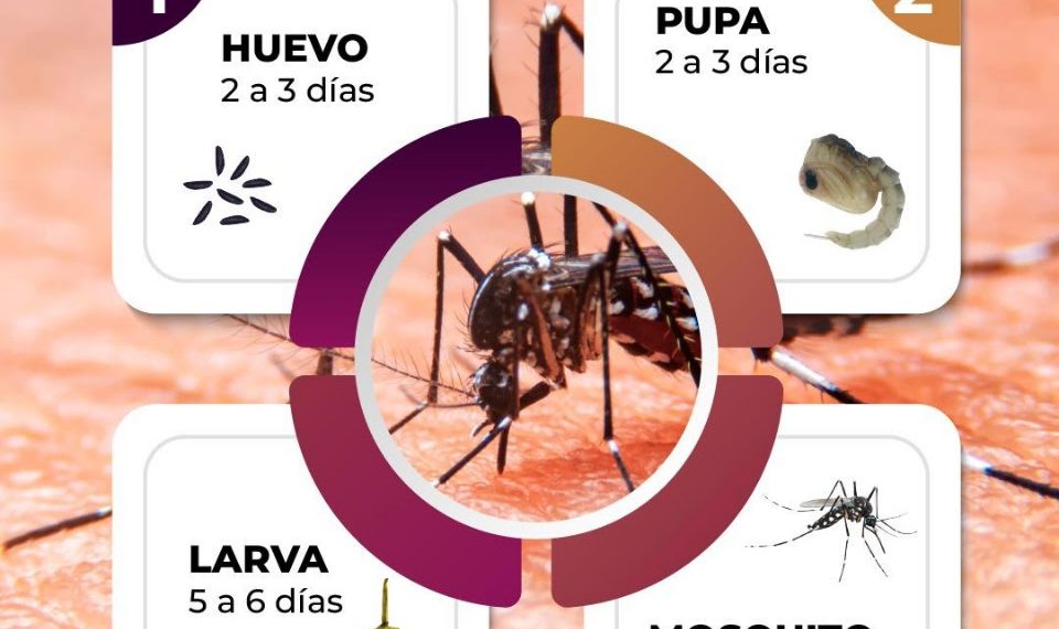 Invita Gobierno de Sonora a conocer el ciclo de vida del mosquito para prevenir el dengue