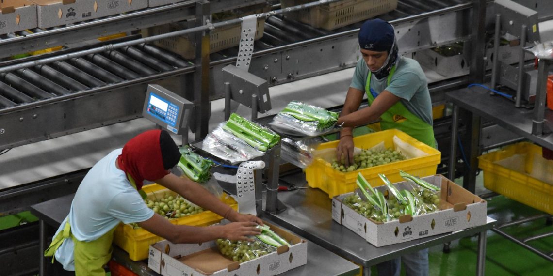 Posiciona Gobierno de Sonora al estado como líder nacional en producción de uva de mesa