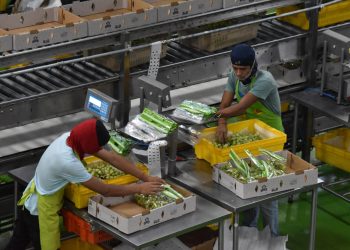 Posiciona Gobierno de Sonora al estado como líder nacional en producción de uva de mesa