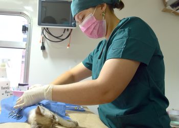 Registra administración de Toño Astiazarán casi 10 mil esterilizaciones de animales en la primera mitad del año