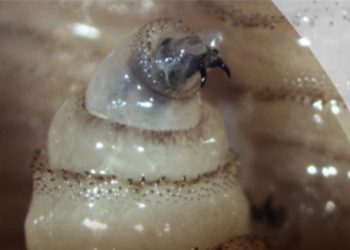 Intercepta Defensa 32 cargamentos de ganado con gusano barrenador