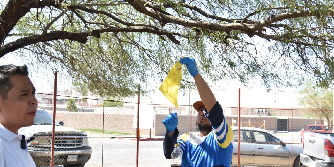Gobierno de Sonora y Senasica inician monitoreo de trampas para confirmar ausencia de mosca del gusano barrenador