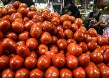 Arancel de EU, golpe letal para tomate de San Quintín: Centro de Estudios Económicos de BC