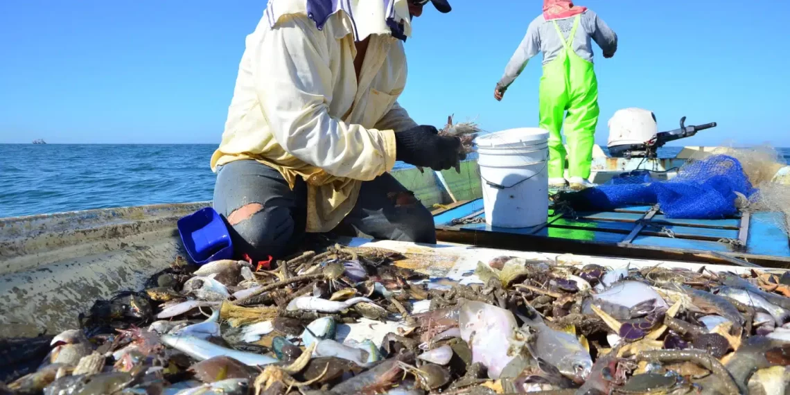 Inicio 10 julio temporada de captura de jaiba: AGRICULTURA