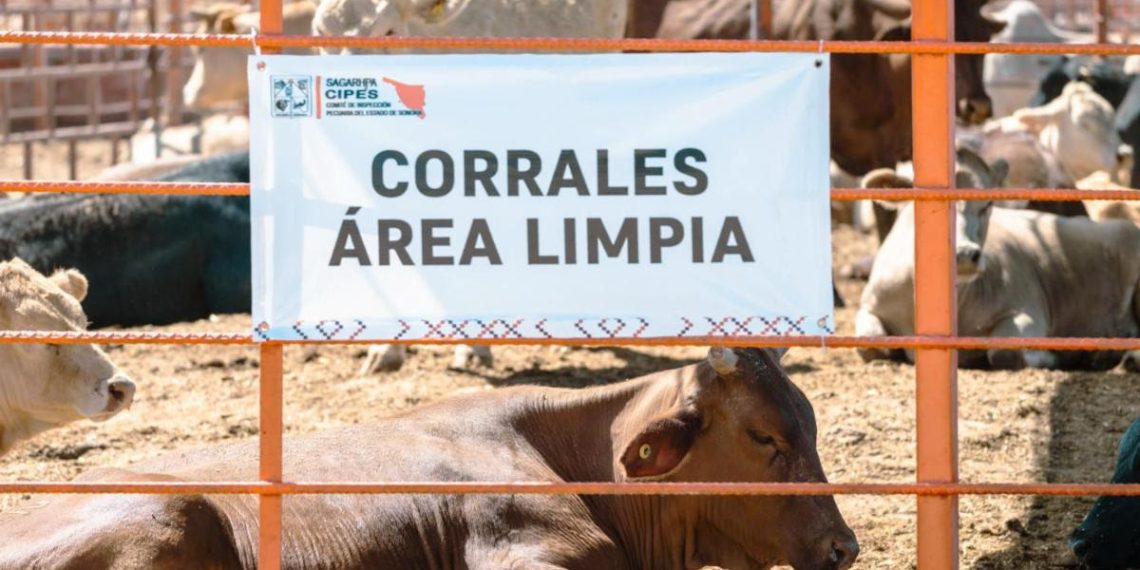 Gobierno de Sonora logra reapertura del cruce ganadero en Agua Prieta tras reconocimiento de estatus sanitario