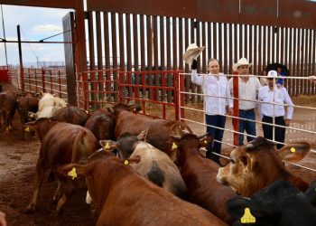 Gobernador Durazo reanuda exportación de ganado a Estados Unidos; Sonora es el primer estado en México