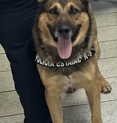 Binomios caninos K-9 del Gobierno de Sonora trabajan en acciones contra el delito