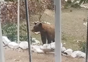 AVISTAMIENTO DE OSO EN LA SIERRA DEL TIGRE