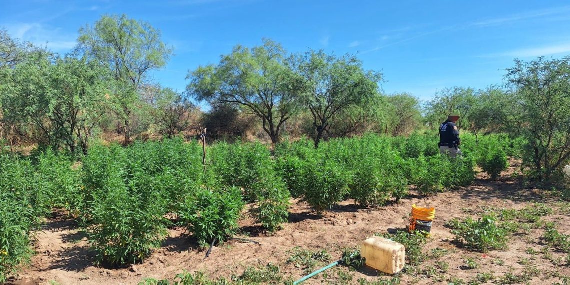 Integrantes de la Mesa Estatal de Seguridad aseguran plantío de marihuana y detienen a un sujeto en Magdalena de Kino
