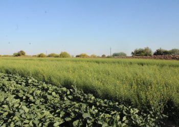 SADER abrirá el 25 de agosto la Primera Convocatoria 2025 para la reconversión de cultivos (cebada y cártamo) y rastreo fitosanitario en Sonora