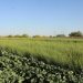 SADER abrirá el 25 de agosto la Primera Convocatoria 2025 para la reconversión de cultivos (cebada y cártamo) y rastreo fitosanitario en Sonora