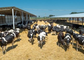 Plantea EU a México probable reapertura de exportación de ganado para noviembre