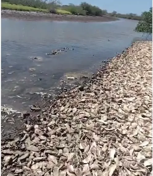 Denuncian ecocidio marino en sur de Sonora