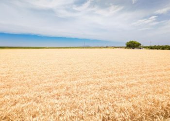 Impulsa Gobierno de Sonora apoyo emergente para productores de trigo cristalino