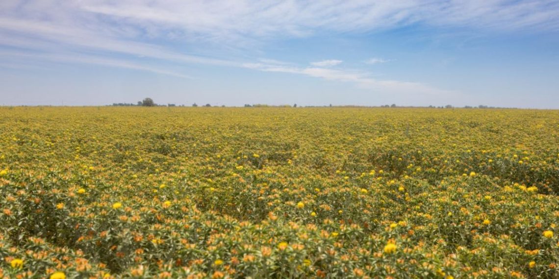 Invita Gobierno de Sonora a registrarse en el Programa Emergente de Reconversión Productiva de Cártamo 2025