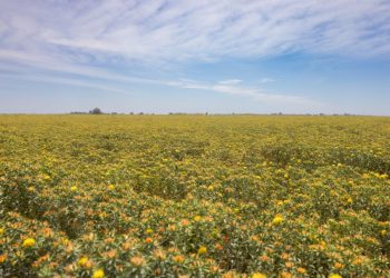 Invita Gobierno de Sonora a registrarse en el Programa Emergente de Reconversión Productiva de Cártamo 2025