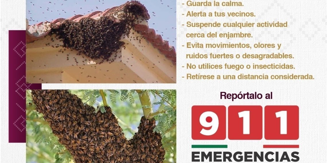 Exhorta Gobierno de Sonora a reportar presencia de enjambres de abejas al 9-1-1