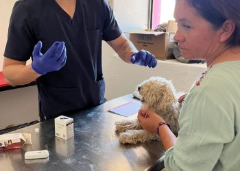 Brinda Gobierno de Sonora exitosa Jornada Integral de Bienestar Animal en Ures