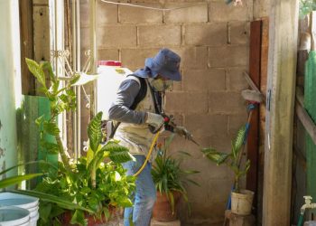 Intensifica Gobierno de Sonora acciones de control del dengue en el estado