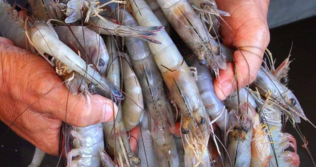 Gobierno de Sonora anuncia el levantamiento de la veda de camarón en beneficio de los pescadores