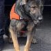 Binomios K-9 de la Policía Estatal detectan narcótico en Hermosillo