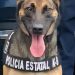 Incauta K-9 de la Policía Estatal narcótico en operativo por La Matanza de Hermosillo