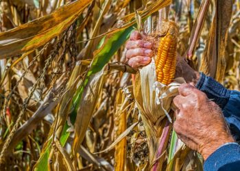 Productores de maíz aceptan apoyo de 950 pesos tras diálogo en Segob