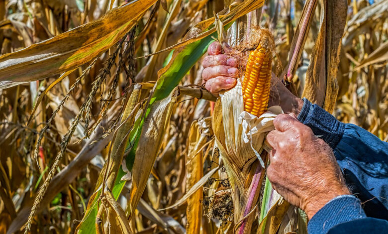 Productores de maíz aceptan apoyo de 950 pesos tras diálogo en Segob