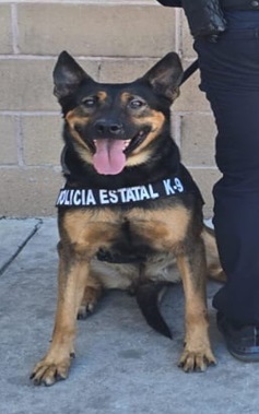 Detiene Policía Estatal a cinco personas por posesión de narcótico en Hermosillo