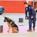 Policía Estatal en acciones para la prevención del delito en Los Olivos