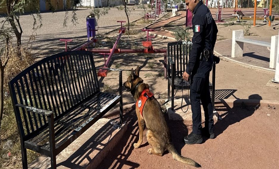 Asegura Policía Estatal 564 envoltorios de narcótico durante un día de operativos en Hermosillo