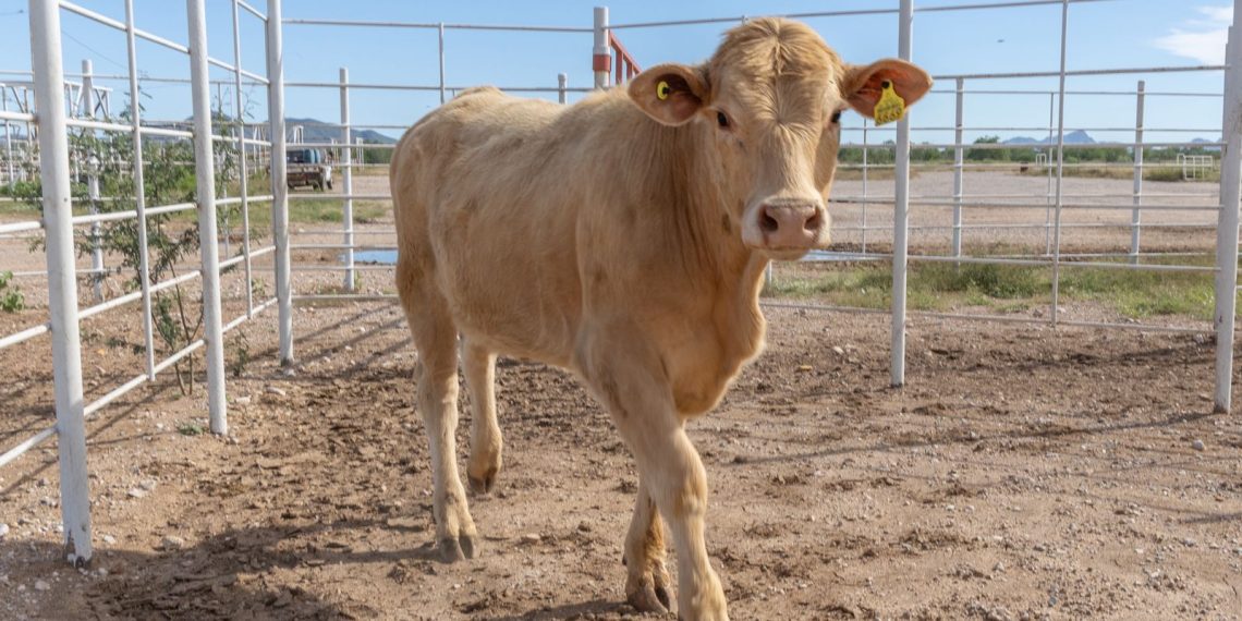 SADER Sonora da certeza a ganaderos: se elimina el plazo de 15 días para adquirir sementales
