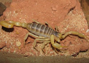 Niña muere por picadura de alacrán; el IMSS no le aplicó antídoto a tiempo