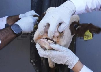 Detectan gusano barrenador en Montemorelos