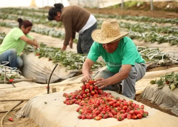 Berries, el agroalimento más rentable del campo mexicano