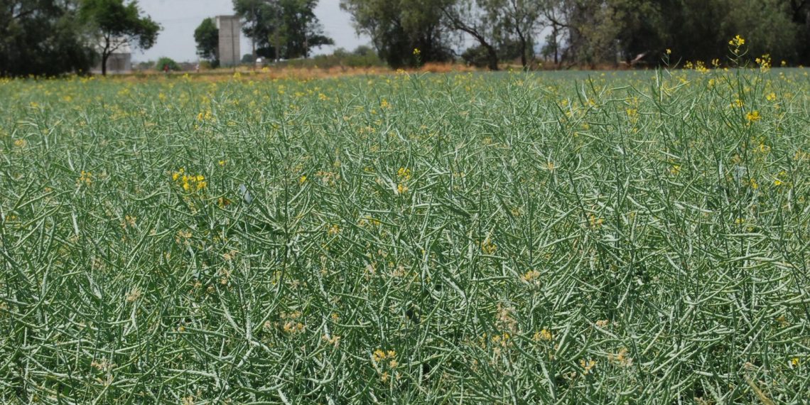 SADER Sonora amplía hasta el 31 de octubre el plazo de ventanilla del Programa de Rastreo Fitosanitario y Cártamo