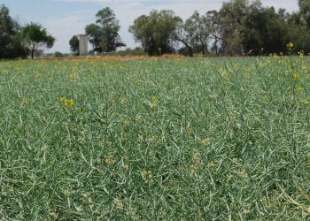 SADER Sonora amplía hasta el 31 de octubre el plazo de ventanilla del Programa de Rastreo Fitosanitario y Cártamo