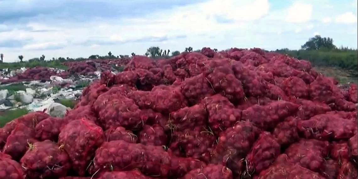Campesinos de Zacatecas tiran 5 mil toneladas de cebolla morada por caída de precios